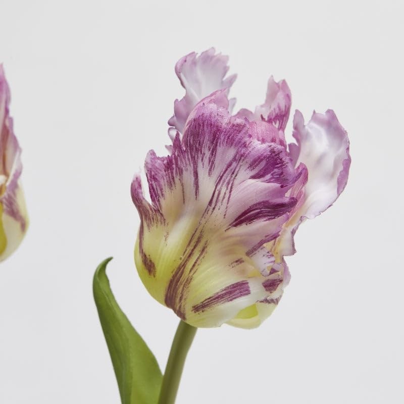 Tulipano Parrot | Enzo De Gasperi